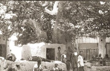 تهران قدیم | درختی که با دستور رضا شاه ریشه‌کن شد / عکس