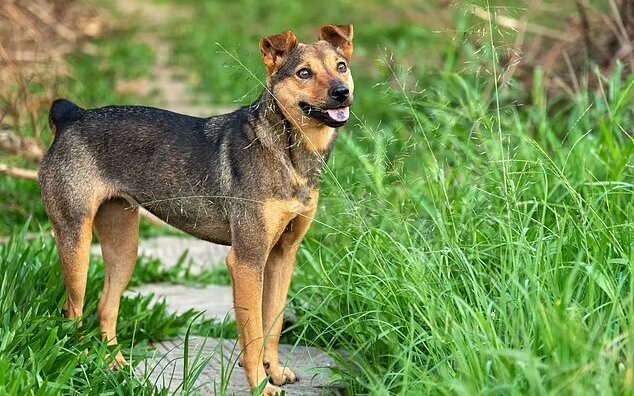 در صورت ناپدید شدن انسانها از روی کره زمین چه اتفاقی برای سگها میافتد؟ 2 در صورت ناپدید شدن انسانها از روی کره زمین چه اتفاقی برای سگها میافتد؟