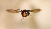 ببینید | ویدیویی با بازدید میلیونی؛ زنبور بی سر، سرش را در دستش گرفت و پرواز کرد!
