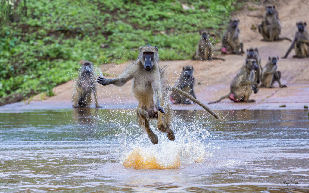عبور خنده‌دار خانواده‌ میمون‌ها از رودخانه / عکس