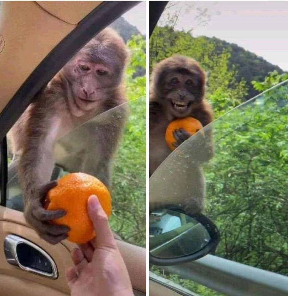 عکس | ذوق‌زدگی یک میمون بعد از دریافت پرتغال از توریست