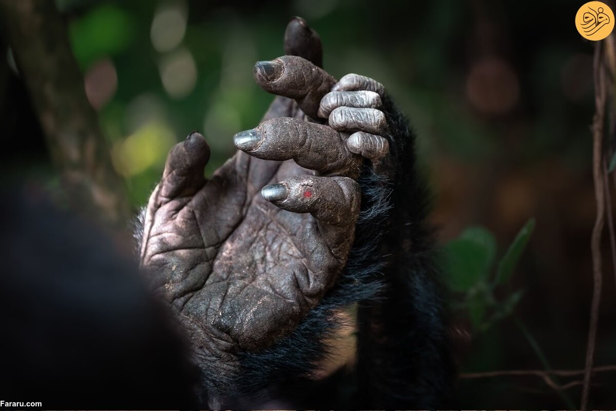 این عکس از برندگان  عکاسی طبیعت ۲۰۲۴/ دست‌هایی شبیه دست انسان!