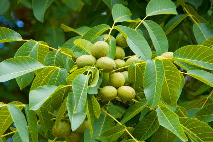 خرید نهال گردو با تخفیف 80 درصدی و قیمت 40 هزار تومان