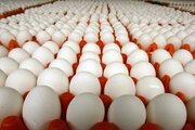 رشد ۱۷درصدی تولید تخم‌مرغ در قزوین