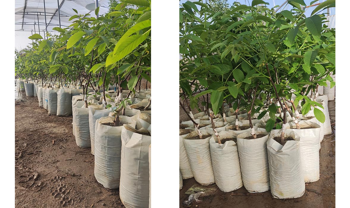 خرید نهال اصلاح شده با قیمت ۲۹ هزار تومان