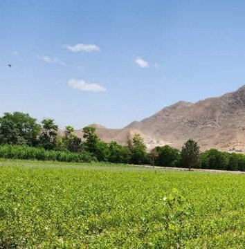 اجرای بالغ بر ۳۵۰ هکتار طرح توسعه زراعت چوب در استان سمنان اجرای بالغ بر ۳۵۰ هکتار طرح توسعه زراعت چوب در استان سمنان