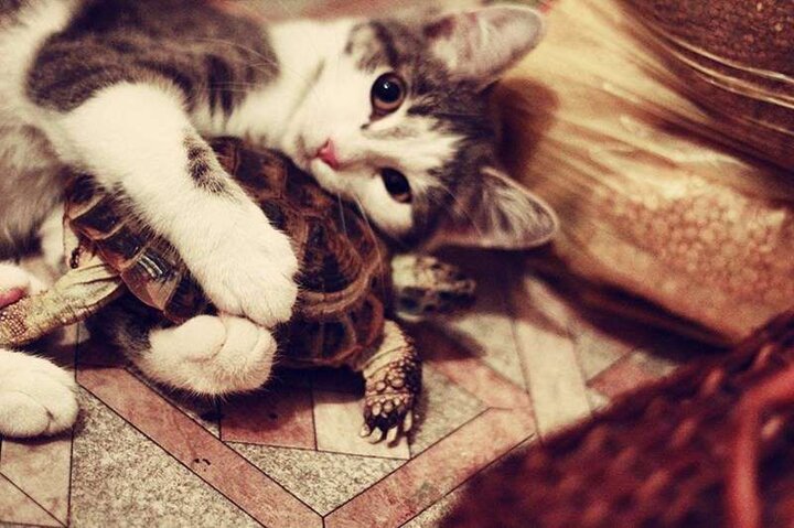ببینید | اصرار لاک‌پشت برای سر به سر گذاشتن با یک گربه