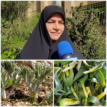 نقش گیاهان خوراکی طبیعی و دارویی در سلامت نقش گیاهان خوراکی طبیعی و دارویی در سلامت