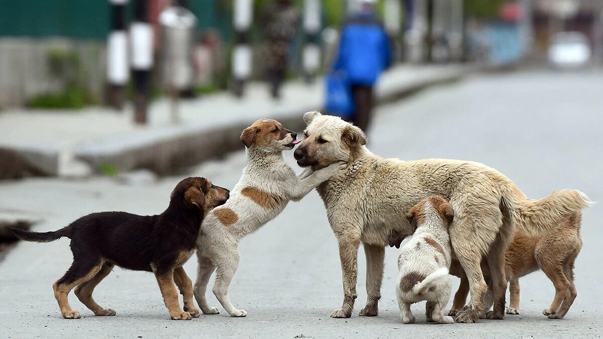 - واکنش عضو شهرداری تهران به جمع‌آوری سگ‌ها از خیابان