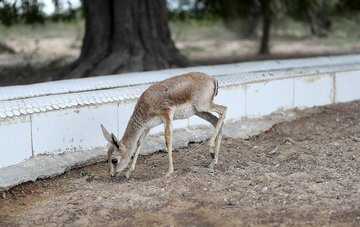 عکس | اولین تصویر از نخستین بره‌ آهوهای متولدشده سال ۱۴۰۳ در پارک ملی توران