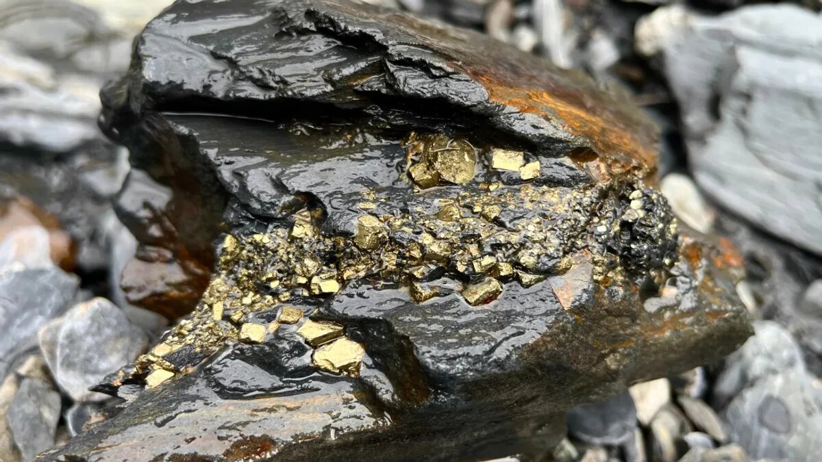 فریب نخورید؛ این طلا نیست اما گرانبها است!/ عکس