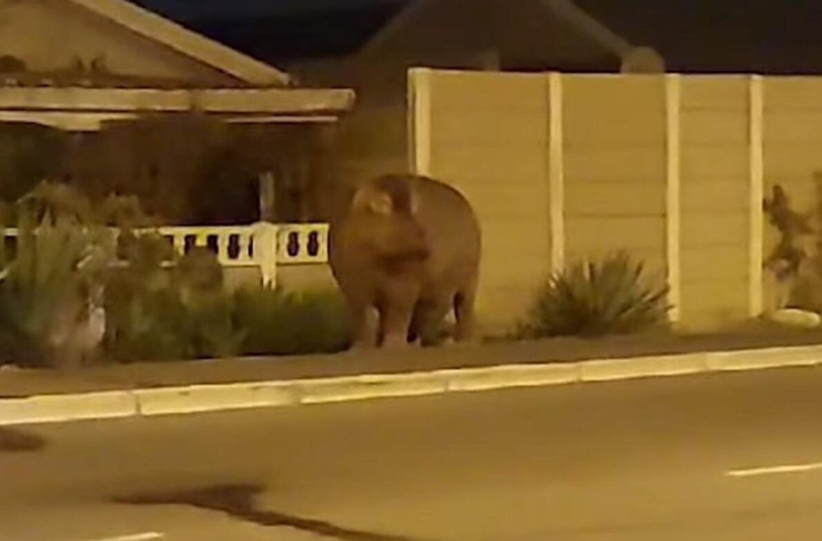 اسب آبی سرگردان در خیابانهای این شهر+ عکس