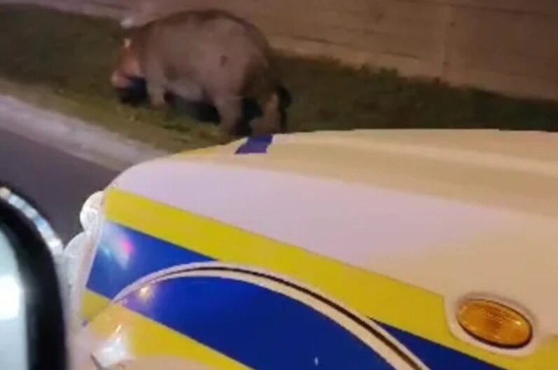 اسب آبی سرگردان در خیابانهای این شهر+ عکس