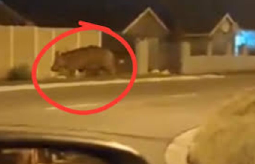 اسب آبی سرگردان در خیابانهای این شهر+ عکس