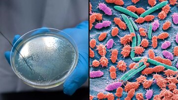 کشف جدید دانشمندان؛ باکتری خون‌آشام
