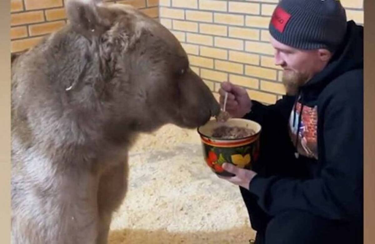 ببینید | غذا دادن به یک خرس غولپیکر توسط مرد روس با قاشق