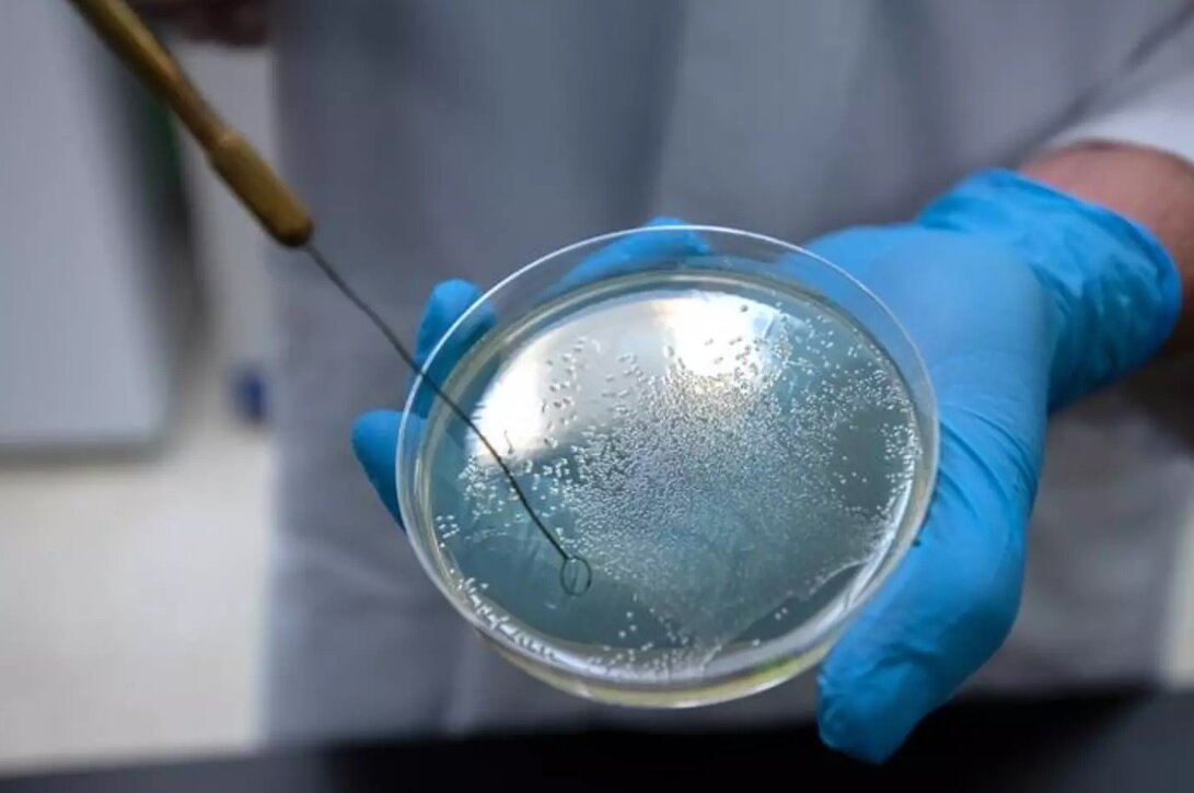 کشف جدید دانشمندان؛ باکتری خونآشام