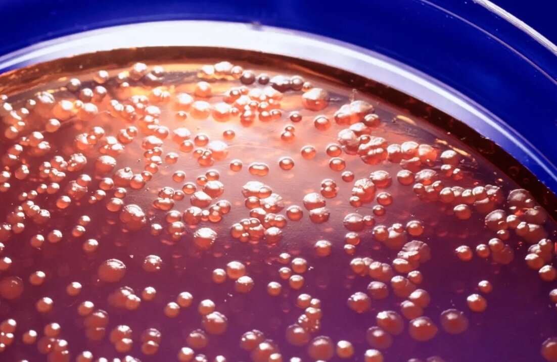 کشف جدید دانشمندان؛ باکتری خونآشام