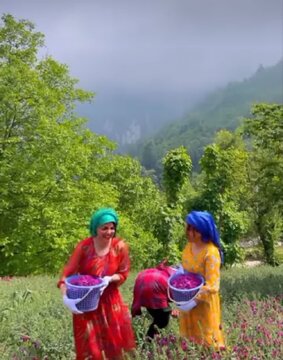 نگین بنفش گیلان چیده می شود