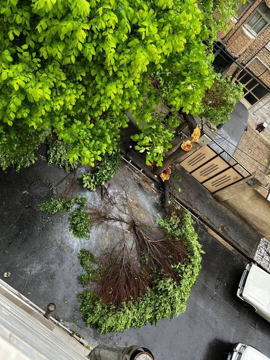 تصاویری از متلاشی شدن یک درخت در تهران بر اثر بارش باران