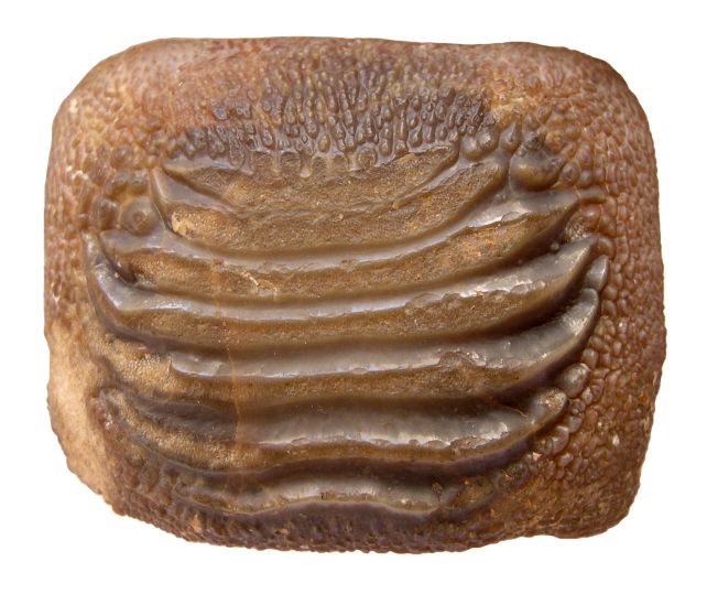 غول باستانی که کوسههای سفید امروزی را کوتوله میکند!