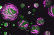 برای اولین‌بار، ساخت سلول زنده در آزمایشگاه/ انسان قادر به انجام کار طبیعت می‌شود؟