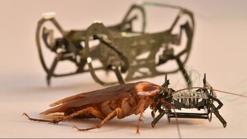 چرا رباتها و هوش مصنوعی هنوز به گرد پای حیوانات نرسیدهاند؟ 4 ربات.jpg