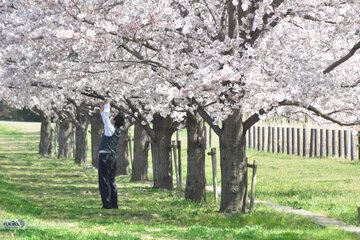 شکوفه‌های بهاری دیدنی ژاپن/ عکس