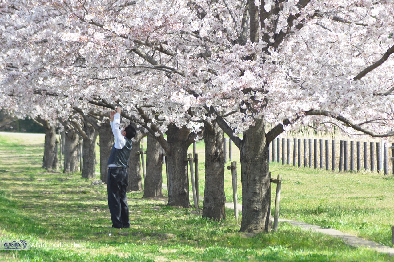 شکوفه‌های بهاری دیدنی ژاپن / عکس 3