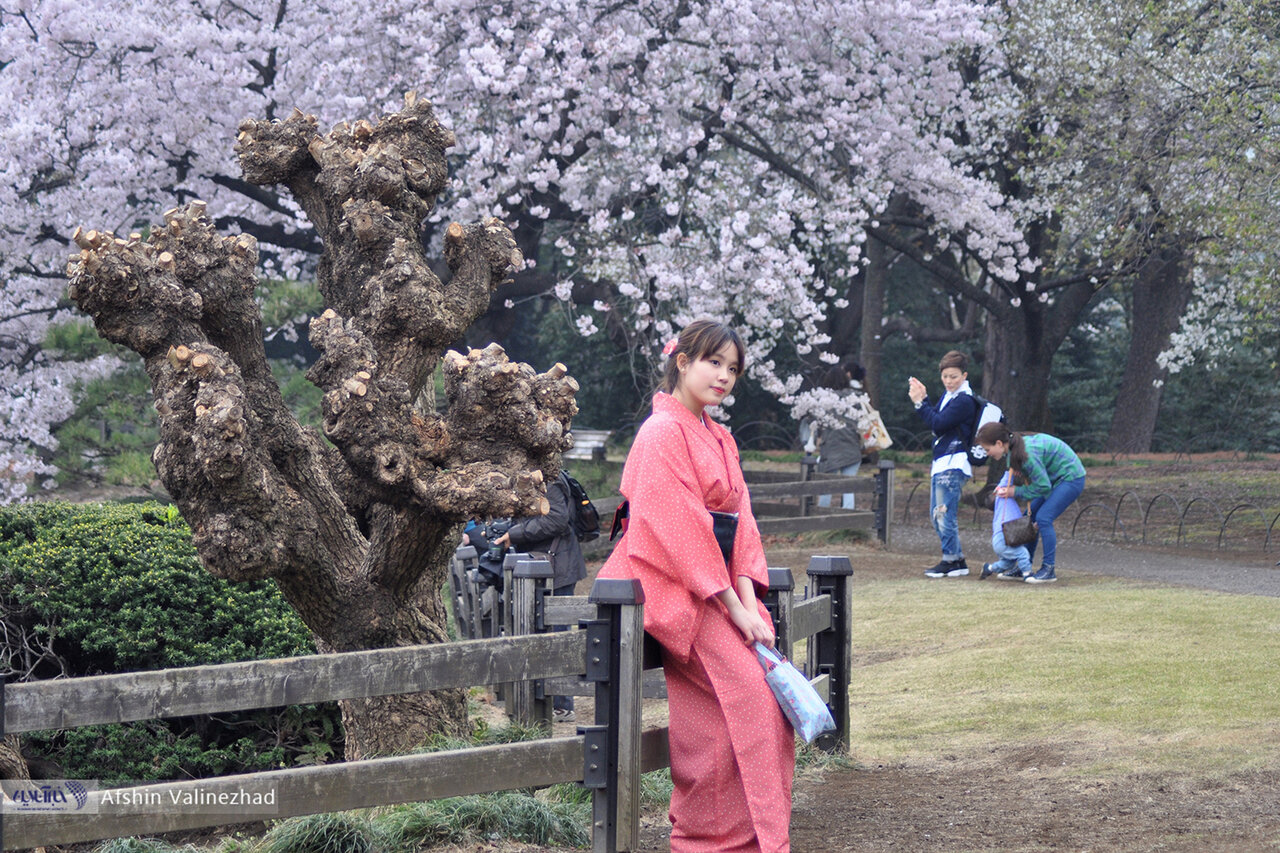 شکوفه‌های بهاری دیدنی ژاپن / عکس 2