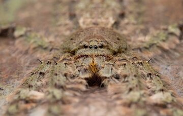 این عنکبوت بی رحم و خطرناک است