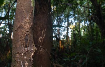 این عنکبوت بی رحم و خطرناک است