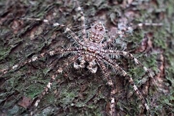 این عنکبوت بی رحم و خطرناک است