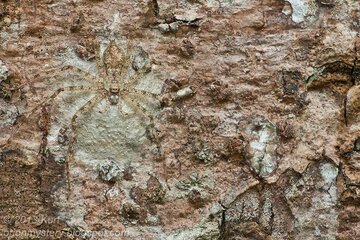 این عنکبوت بی رحم و خطرناک است