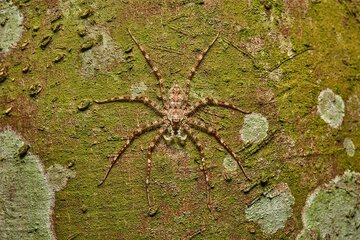 این عنکبوت بی رحم و خطرناک است