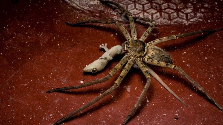 این عنکبوت بی رحم و خطرناک است