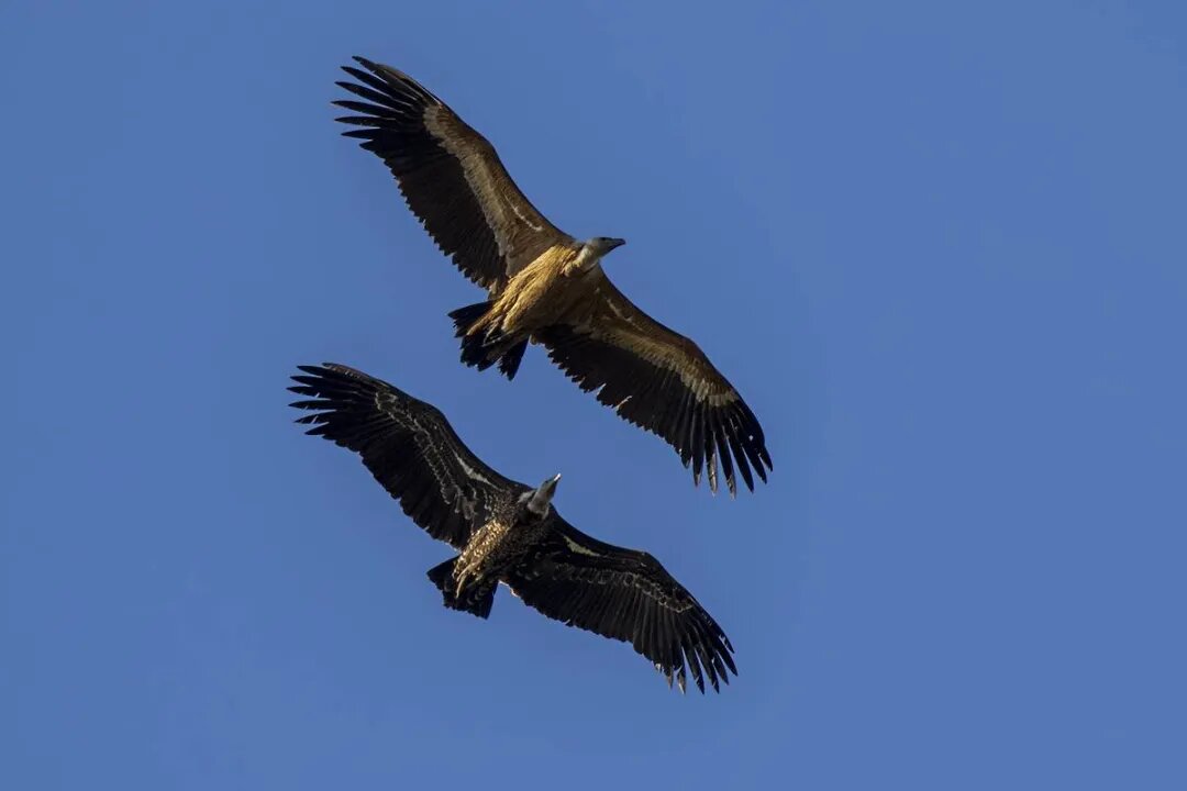 این پرنده عنوان بلندپروازترین را به دوش میکشد/ عکس