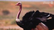ببینید | ظهور شتر مرغ نادر در عربستان پس از یک قرن