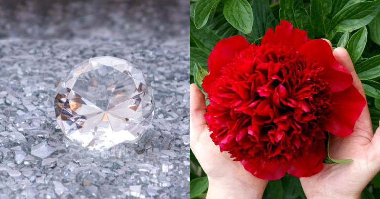 استخراج الماس از گل صدتومانی/ عکس