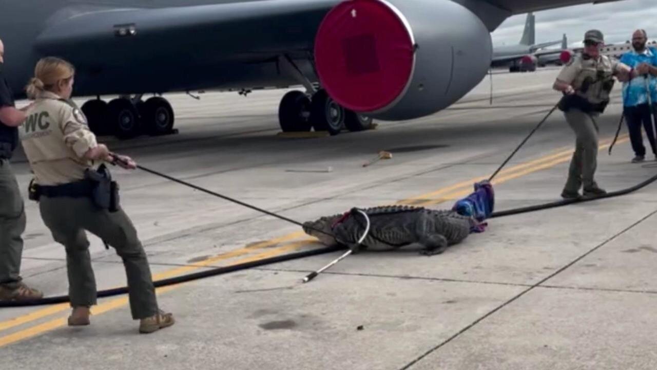 وضعیت عجیب یک تمساح سرگردان در فرودگاه