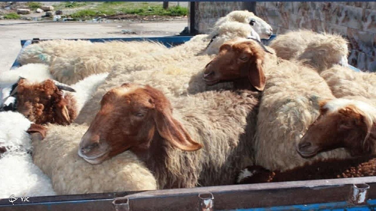 ببینید | تصاویری از برخورد ماشین شاسی بلند با گله گوسفندان