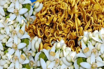 خواص عجیب عرق این گیاه برای نفخ شکم خواص عجیب عرق این گیاه برای نفخ شکم