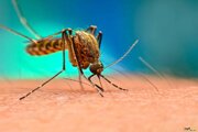علائم و نشانه‌های مالاریا را بشناسید