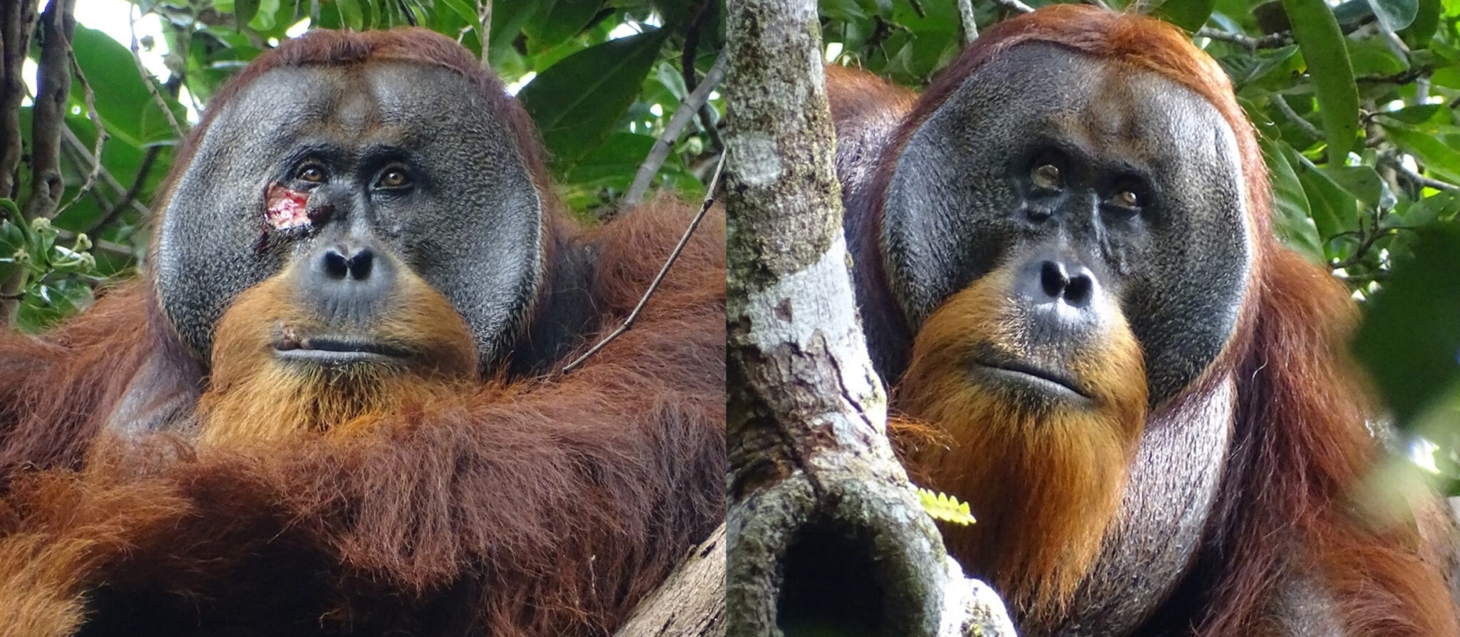 بروز یک رفتار انسانی برای اولین‌بار در اورانگوتان‌ها!/ عکس