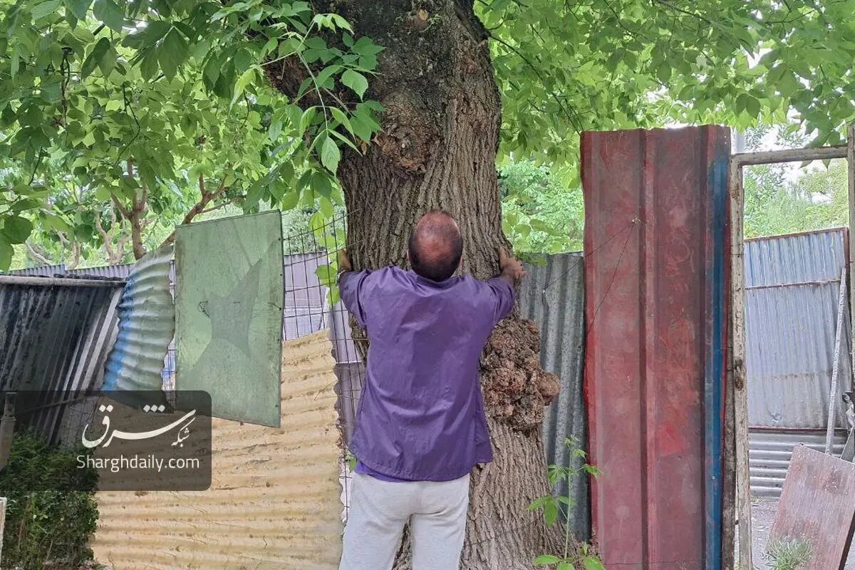 ادامه ساخت و ساز شهرداری زاکانی در پارکها؛ دیوار کشی در بخشهایی از این بوستان قدیمی تهران/ عکس