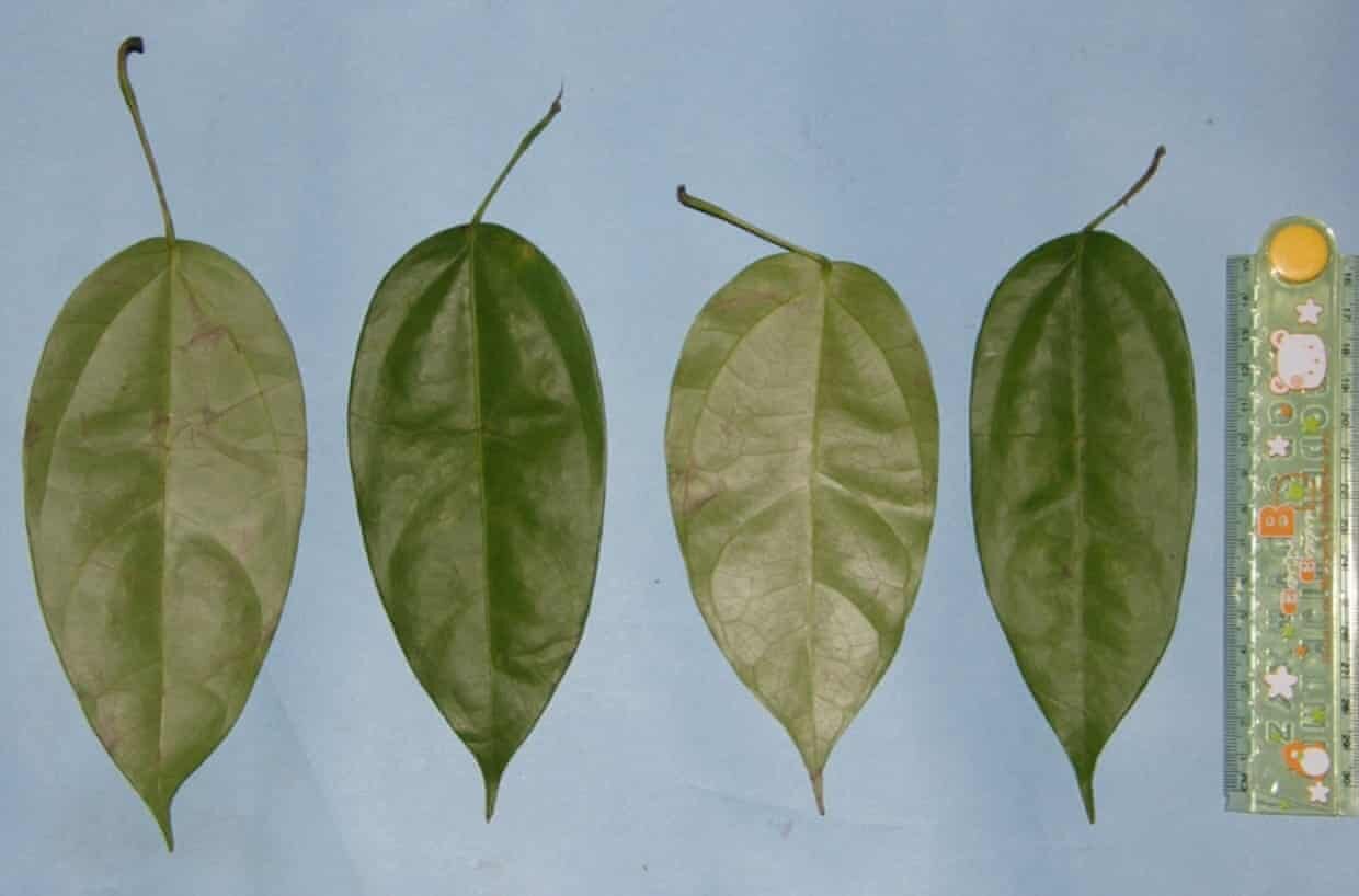 آیا طب سنتی ریشه در غریزه انسان و دیگر انسانتباران دارد؟