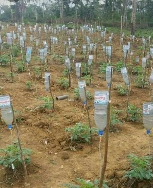 عکس | آبیاری جالب گیاهان یک باغ مثل سرم بیمارستان!