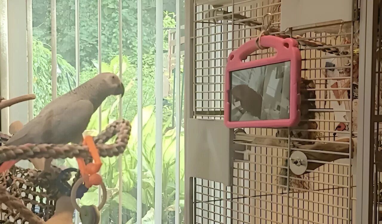 تماس تصویری طوطی‌ها به کشفی جذاب منجر شد/ عکس