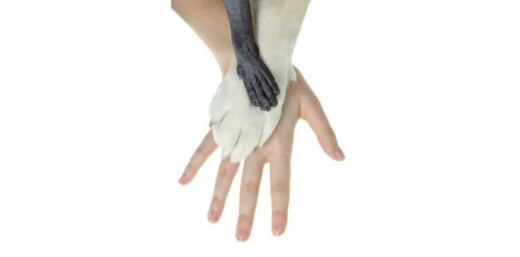 نفرین پنج که دامنگیر انسان و دیگر پستانداران شد