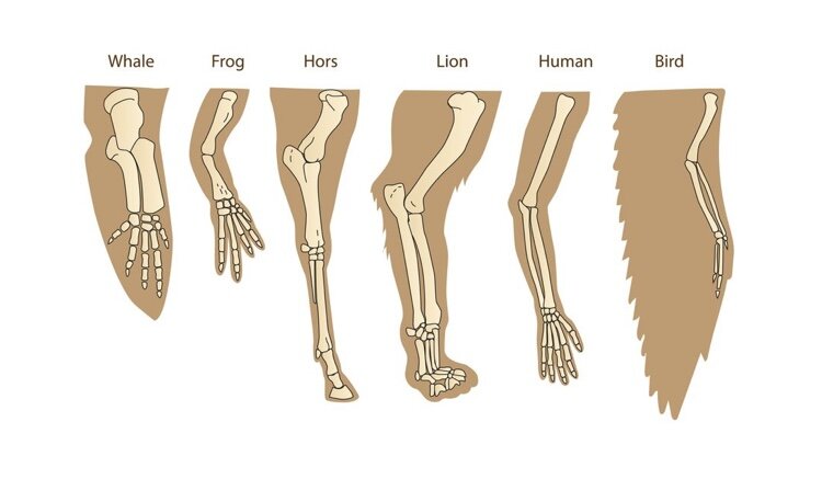 نگاهی به انگشتان دست و پای خود بیندازید؛ چه رازی پشت عدد پنج است؟